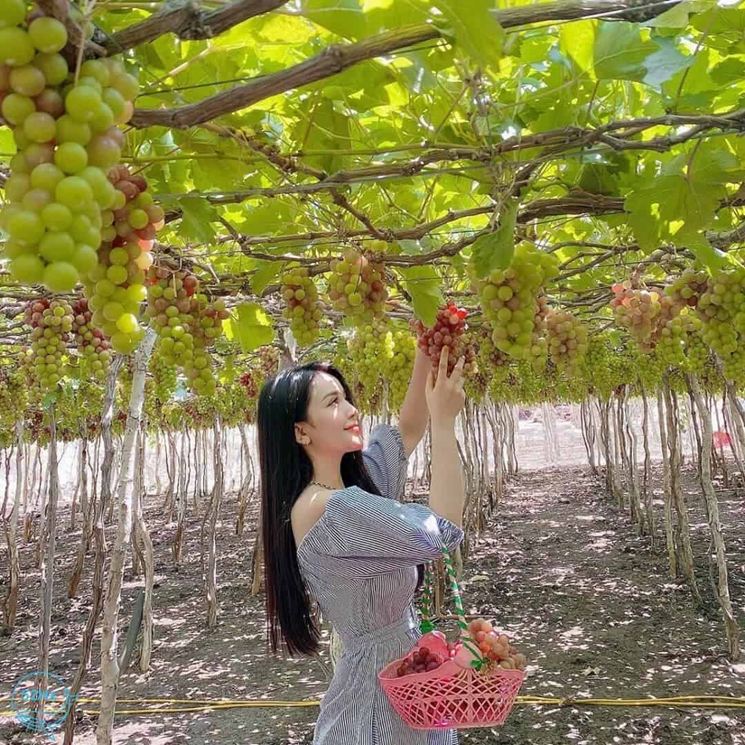 Thuê xe Phan Rang đi Nha Trang giá rẻ, an toàn, đưa đón tận nơi