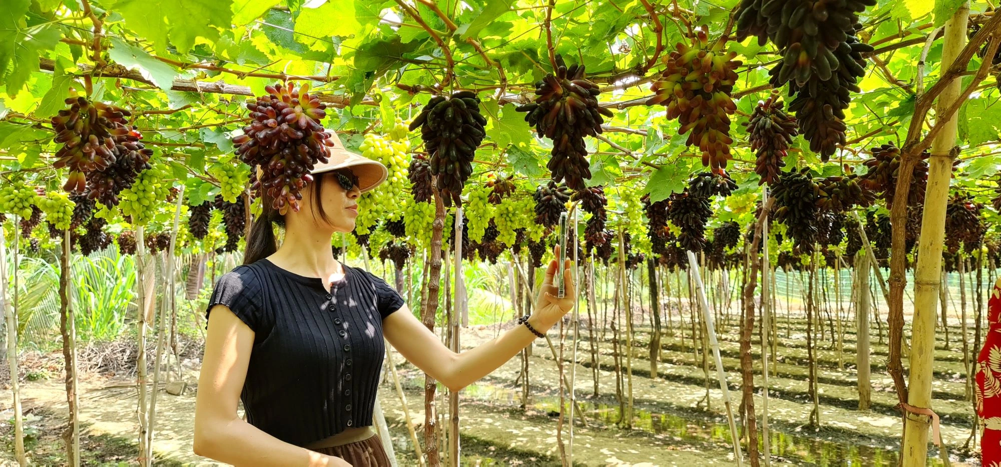 Thuê xe Phan Rang đi Vĩnh Hy giá rẻ – Xe riêng đưa đón tận nơi